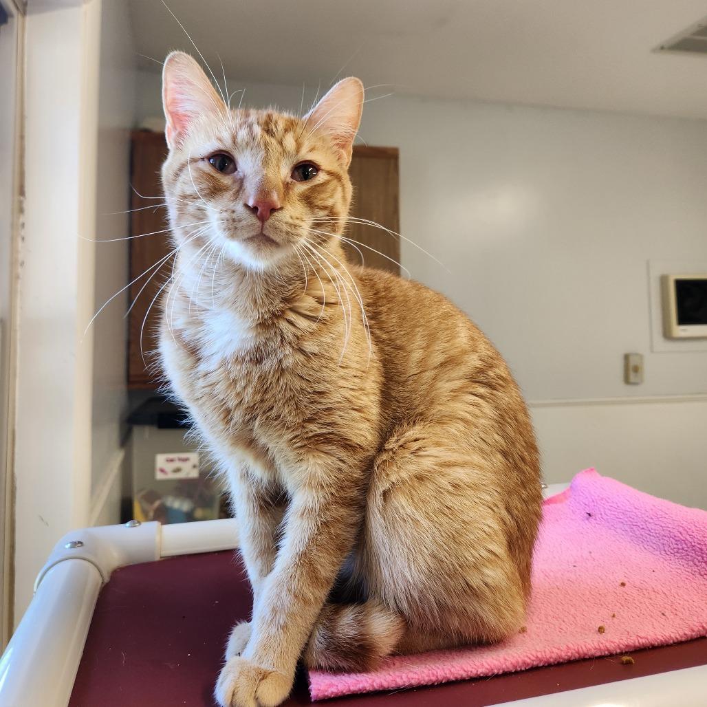 Enlarge Tumbleweed, a Adoptable Domestic Short Hair in Delaware, OH image 1/2