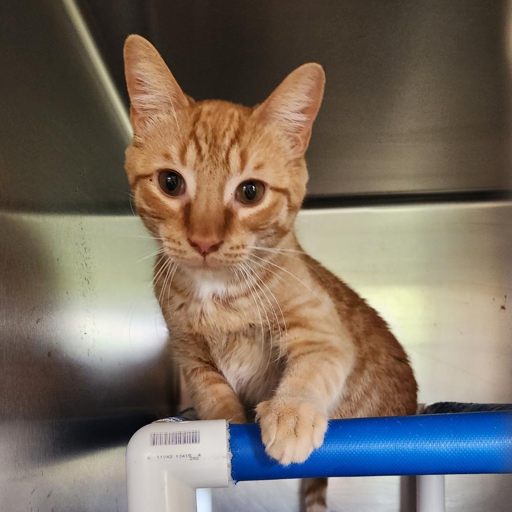 Enlarge Tumbleweed, a Adoptable Domestic Short Hair in Delaware, OH image 2/2