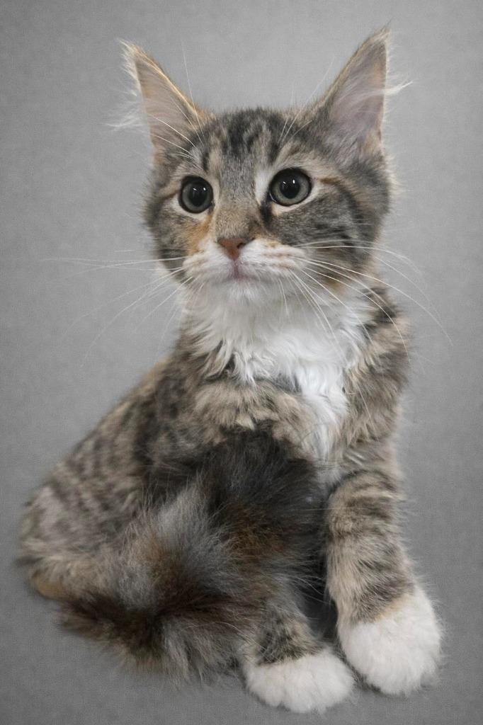 Enlarge Maple, an adopted Domestic Medium Hair in Calhoun, KY image 1/1