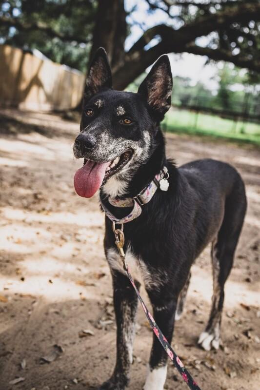 Trixie Loves Little Dogs 3