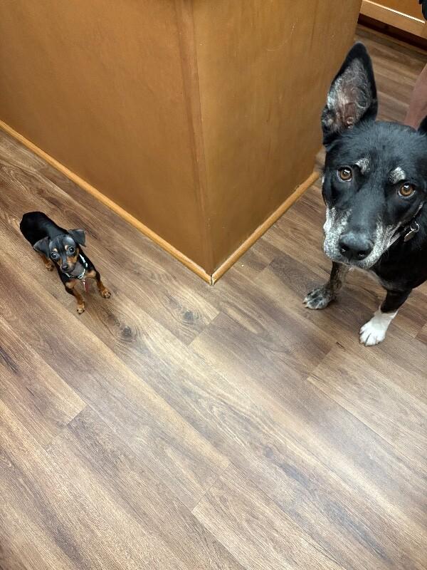 Trixie Loves Little Dogs 4