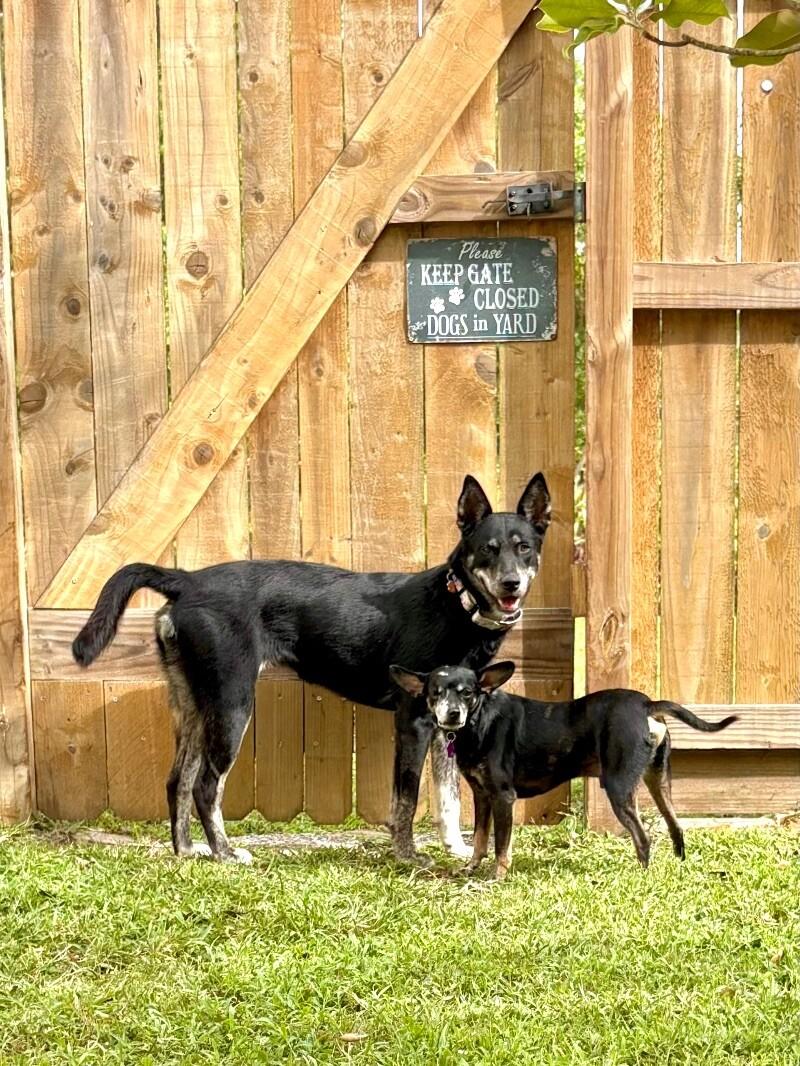 Trixie Loves Little Dogs 2