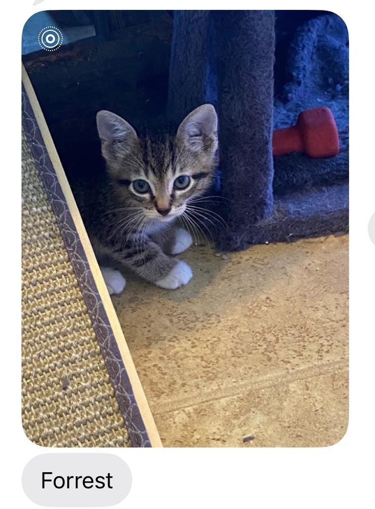 Forest, Adoptable, Kitten Male Domestic Short Hair.
