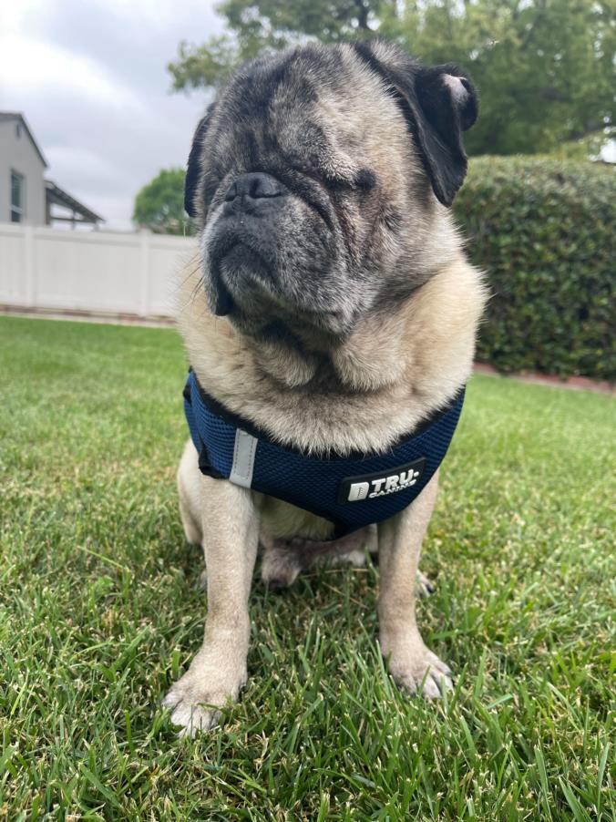 Enlarge PIGLET, a Adoptable Pug in Burbank, CA image 1/1