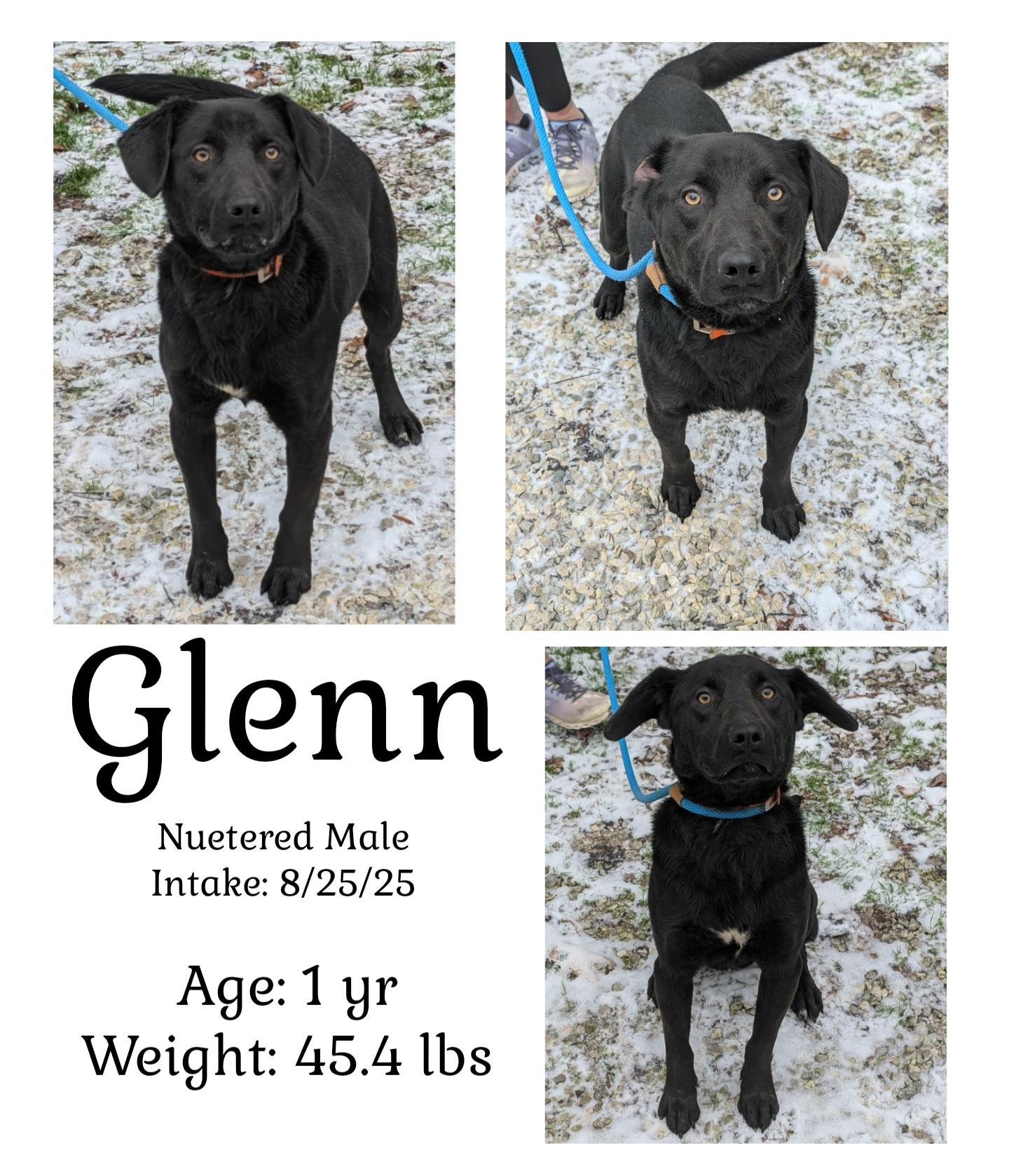 Glenn, ADOPTABLE, Young Male Black Labrador Retriever.