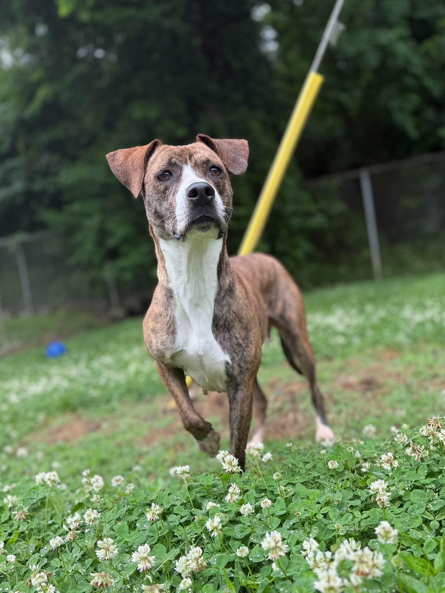 Marley, ADOPTABLE, Adult Female Mixed Breed.