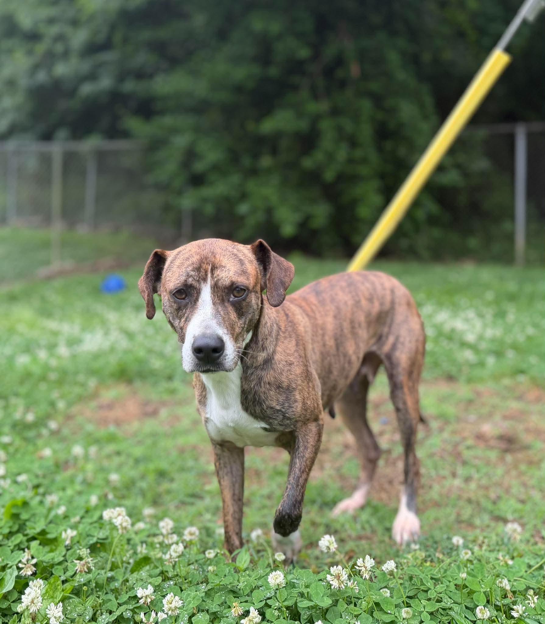 Enlarge Marley, a ADOPTABLE mixed breed in Leitchfield, KY image 2/4
