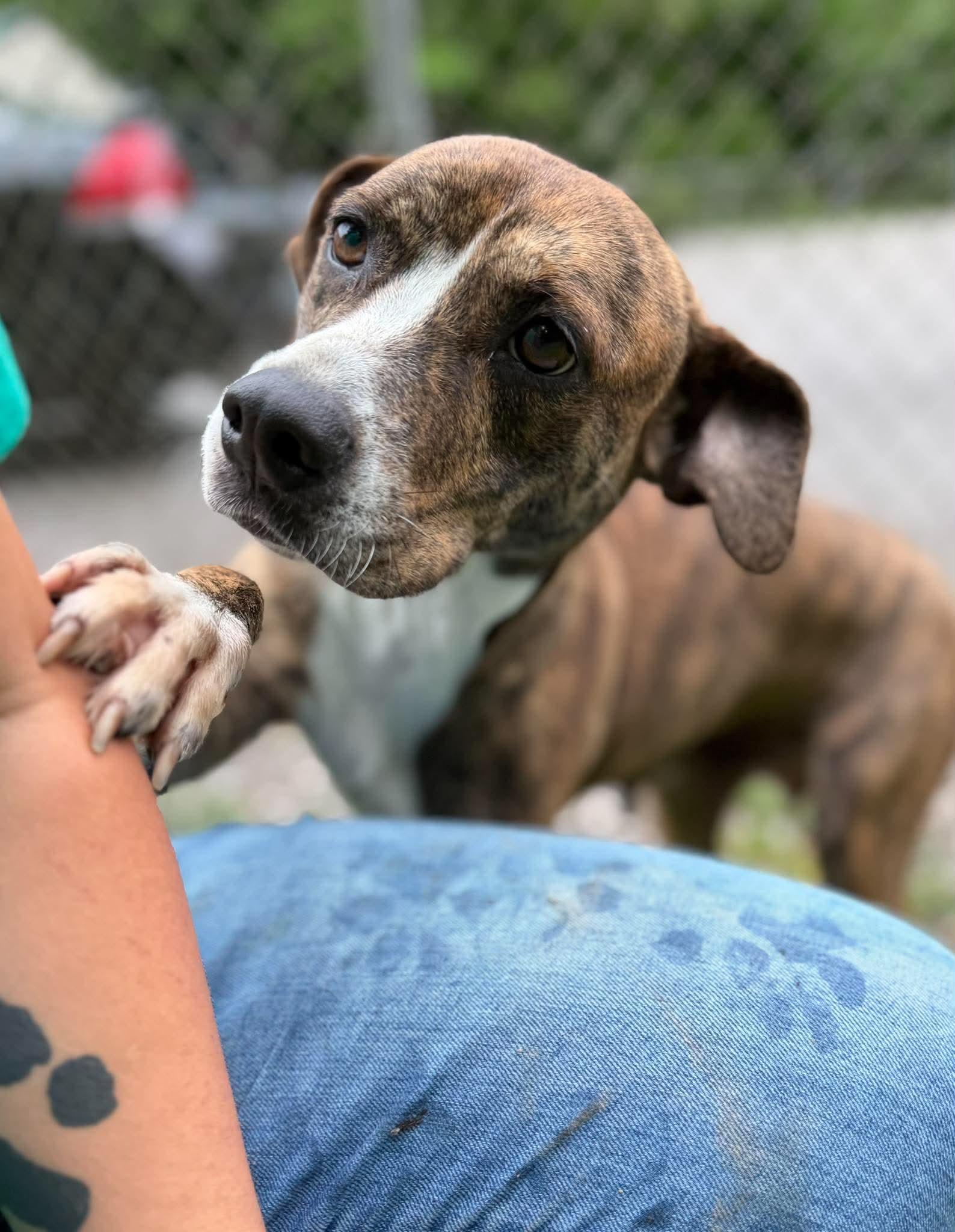 Enlarge Marley, a ADOPTABLE mixed breed in Leitchfield, KY image 4/4
