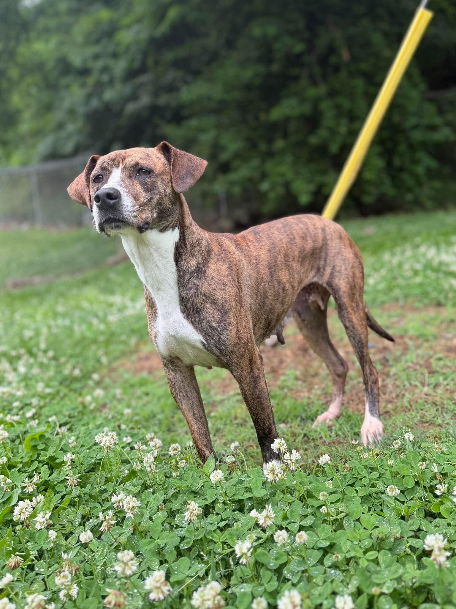 Enlarge Marley, a ADOPTABLE mixed breed in Leitchfield, KY image 3/4
