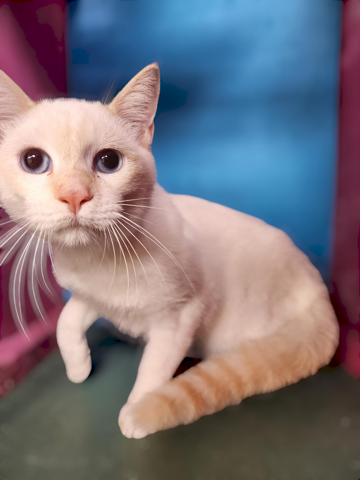 Enlarge Marshmallow, a Adopted Siamese in Silver Springs, FL image 1/4