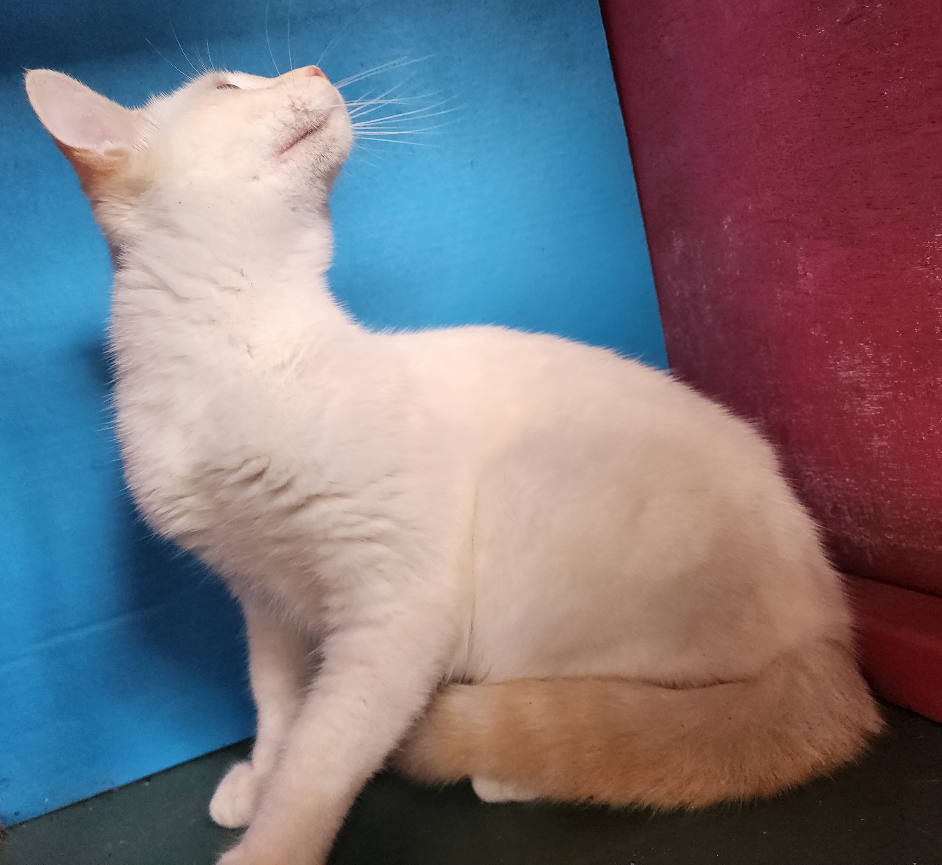 Enlarge Marshmallow, a Adopted Siamese in Silver Springs, FL image 2/4