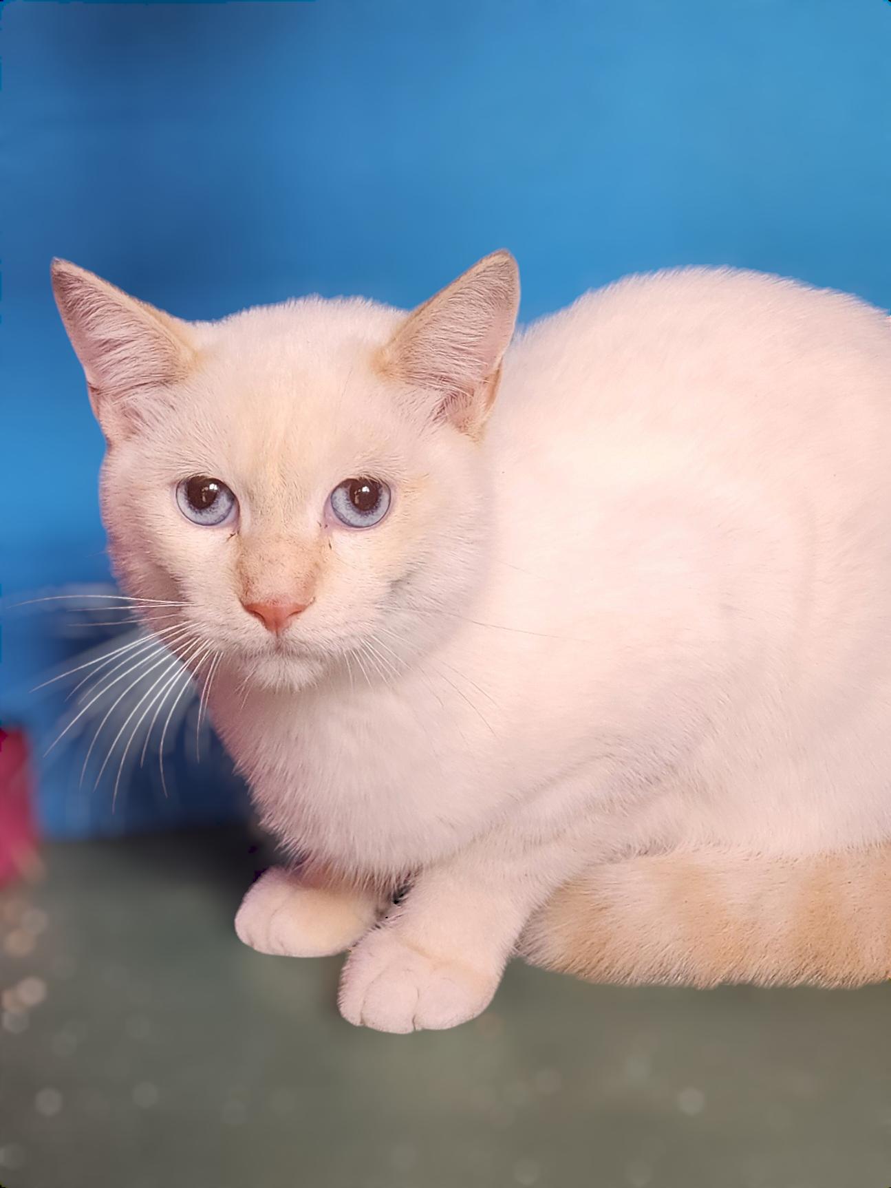 Enlarge Marshmallow, a Adopted Siamese in Silver Springs, FL image 3/4