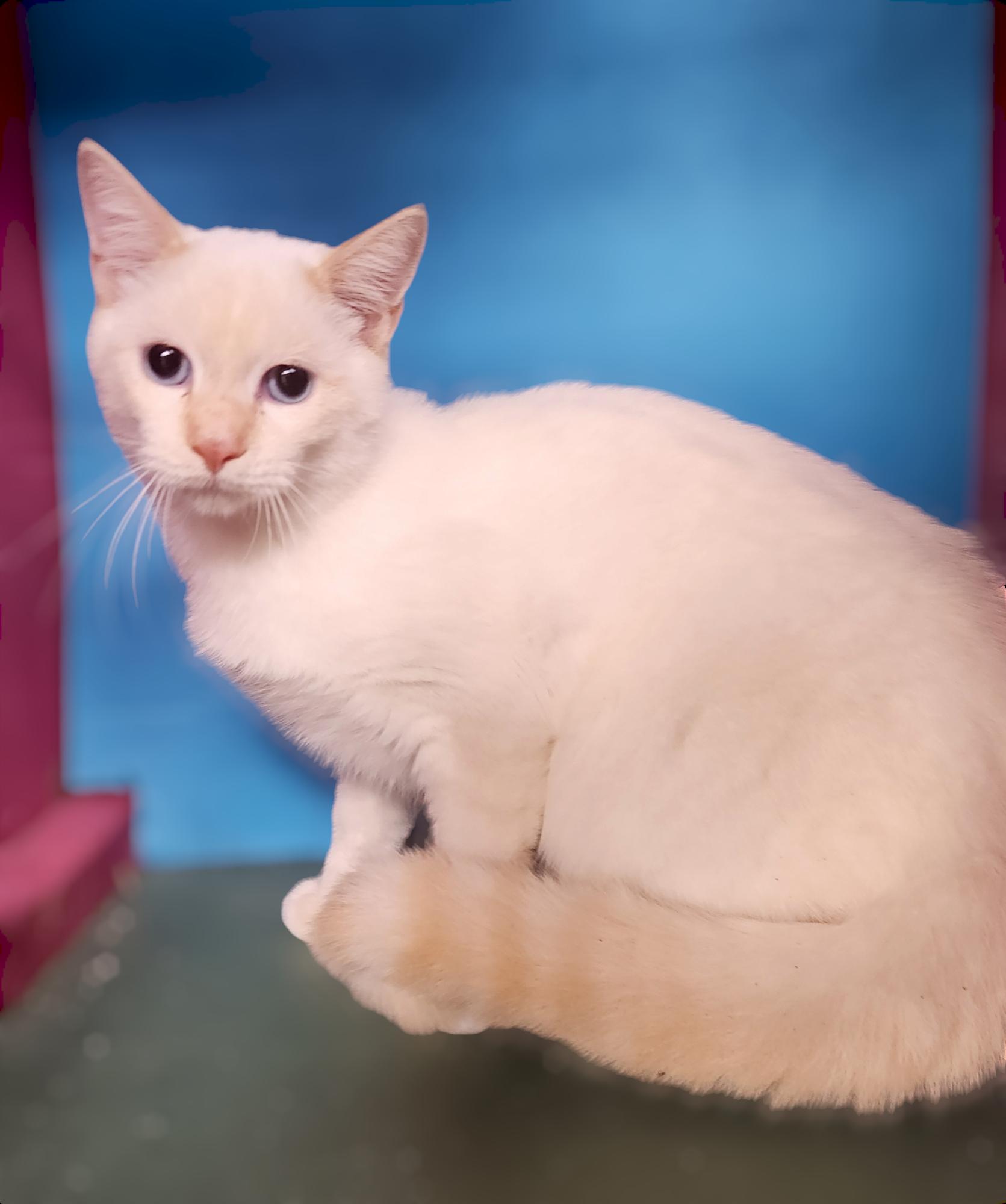 Enlarge Marshmallow, a Adopted Siamese in Silver Springs, FL image 4/4