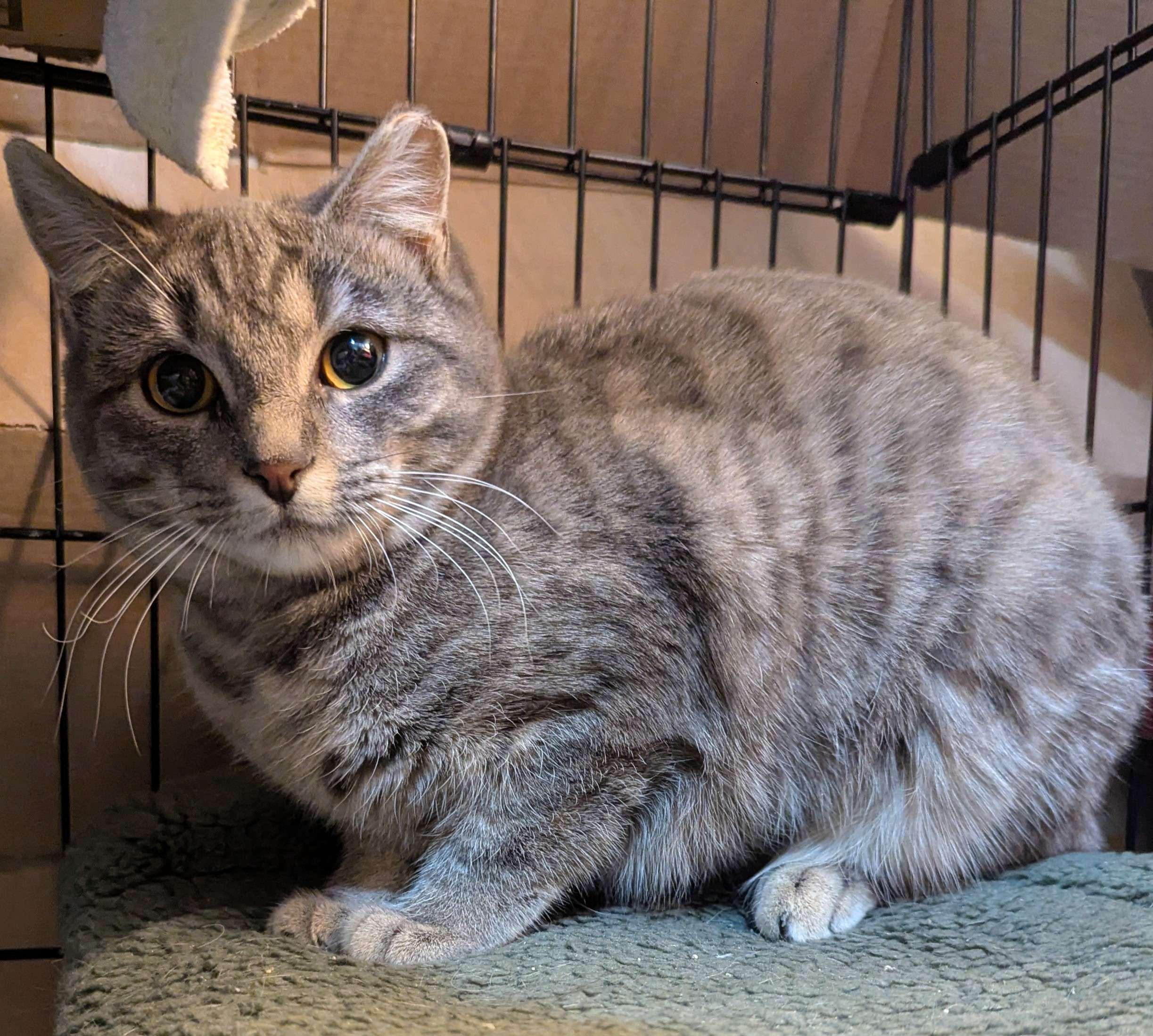 Enlarge Silverine, a Adoptable Domestic Short Hair in Seven Valleys, PA image 1/1