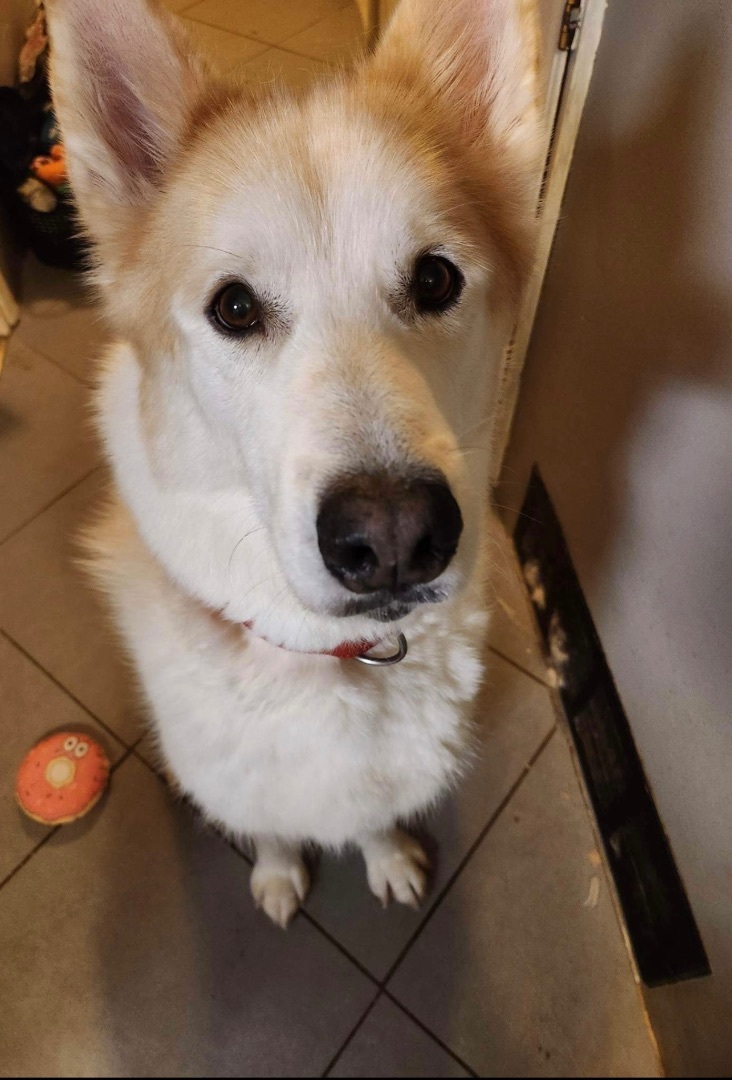 Jack, Senior Male Siberian Husky