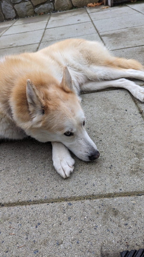 Jack photo 6