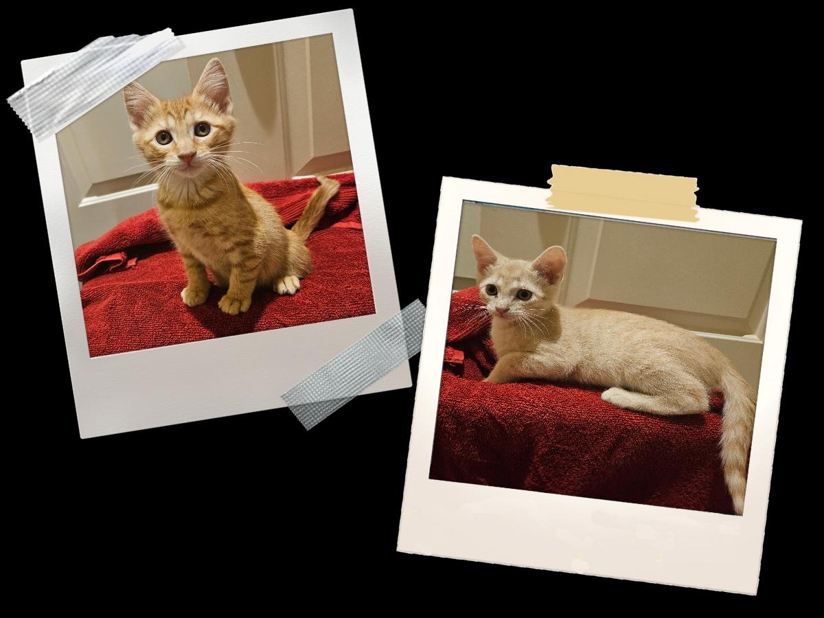 Enlarge Bonded Pairs, a Adoptable American Shorthair in Allen, TX image 4/6