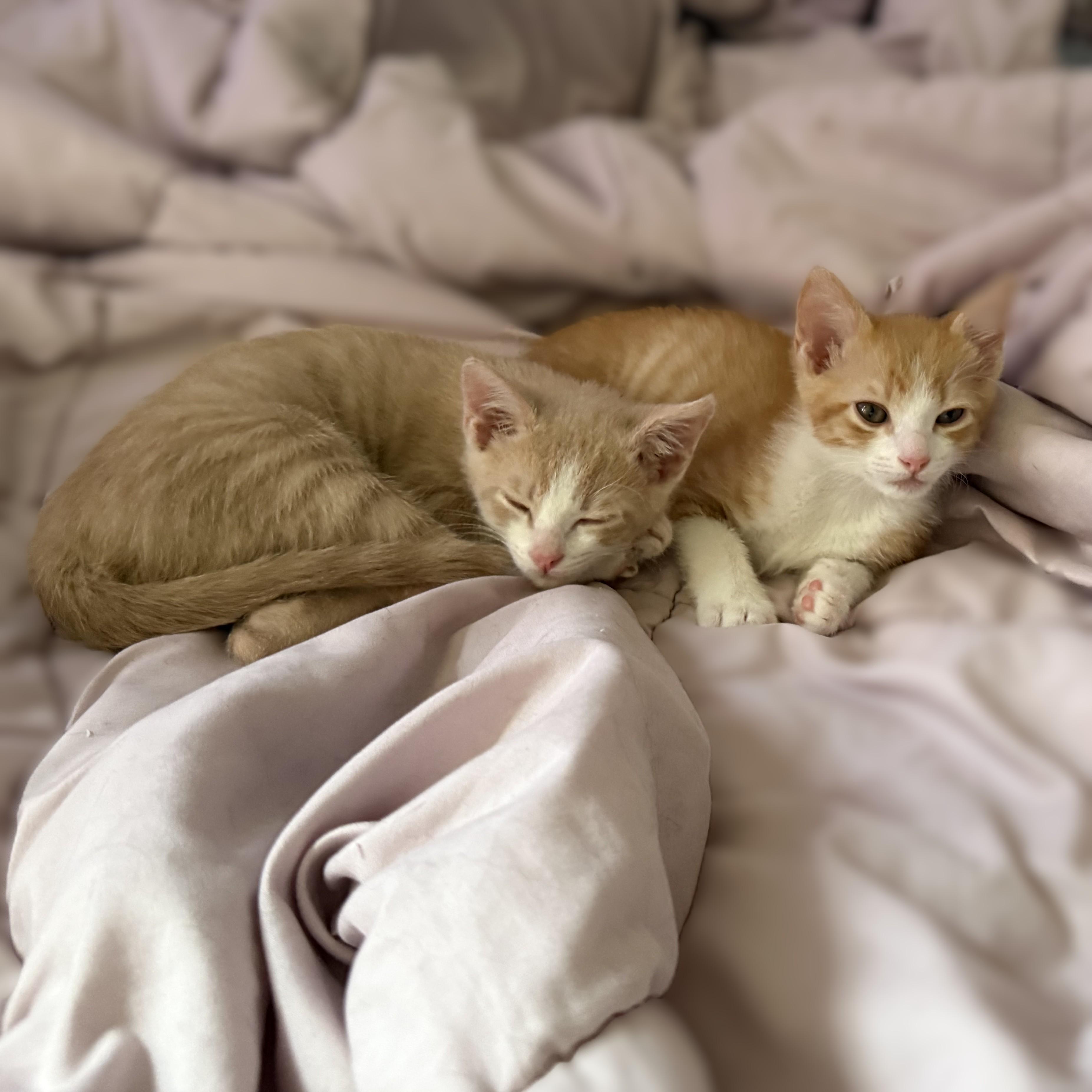 Enlarge Bonded Pairs, a Adoptable American Shorthair in Allen, TX image 5/6
