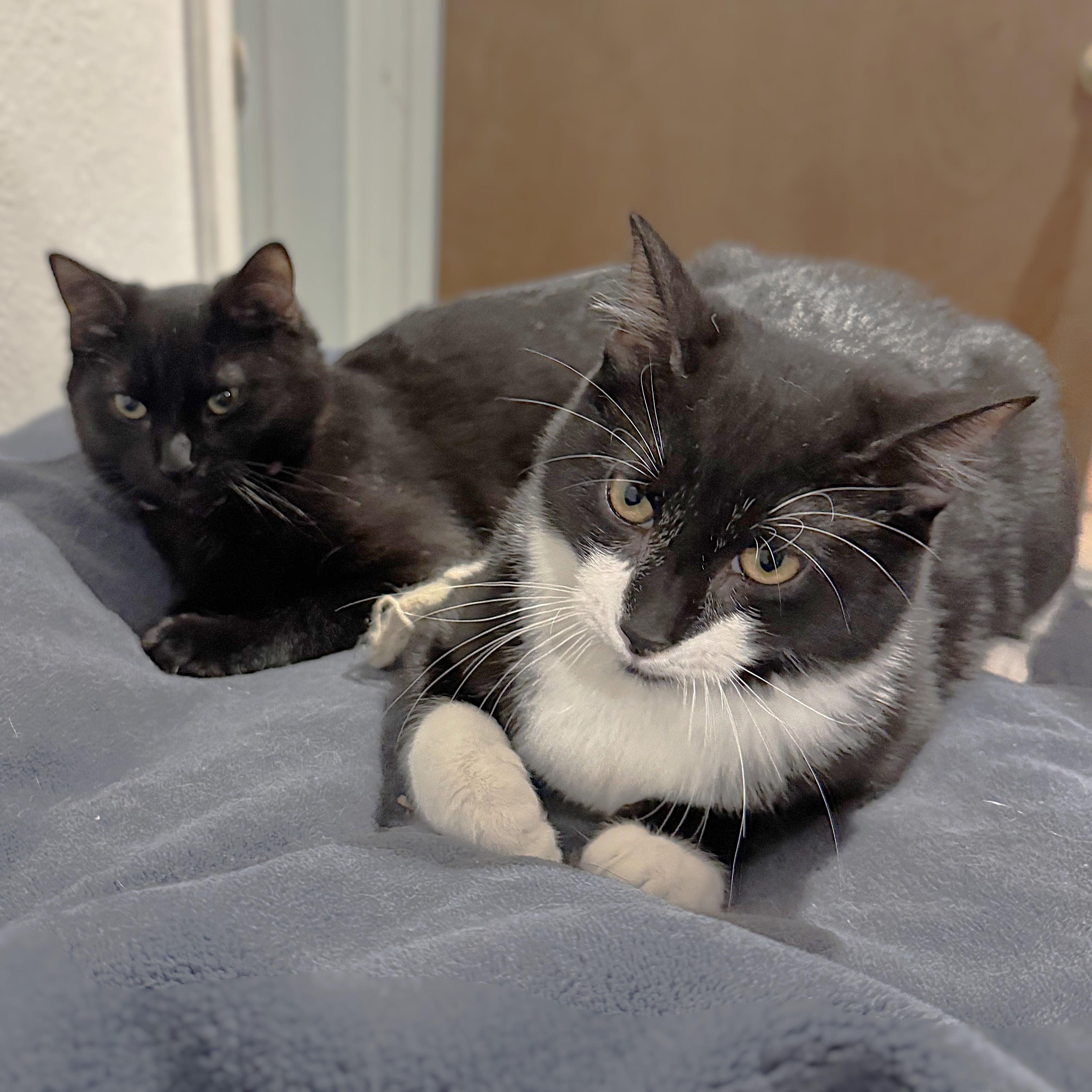 Bonded Pairs, Adoptable, Young Male American Shorthair.