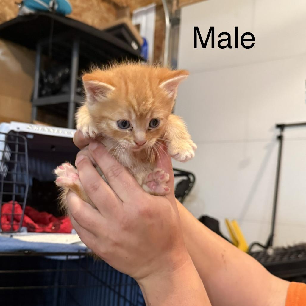 Adam, Adopted, Kitten Male Domestic Medium Hair.
