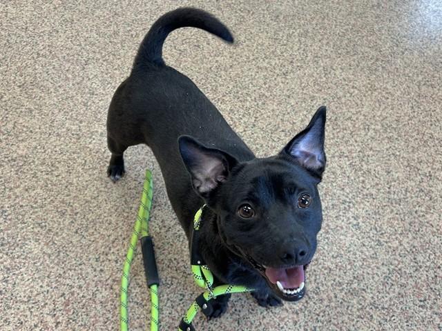 Enlarge JASPER, a Adoptable mixed breed in Springfield, MA image 1/1