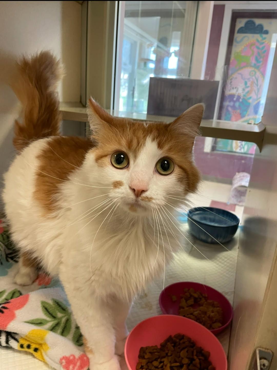 Enlarge Azrael, an adopted Domestic Long Hair in Mansfield, OH image 1/1