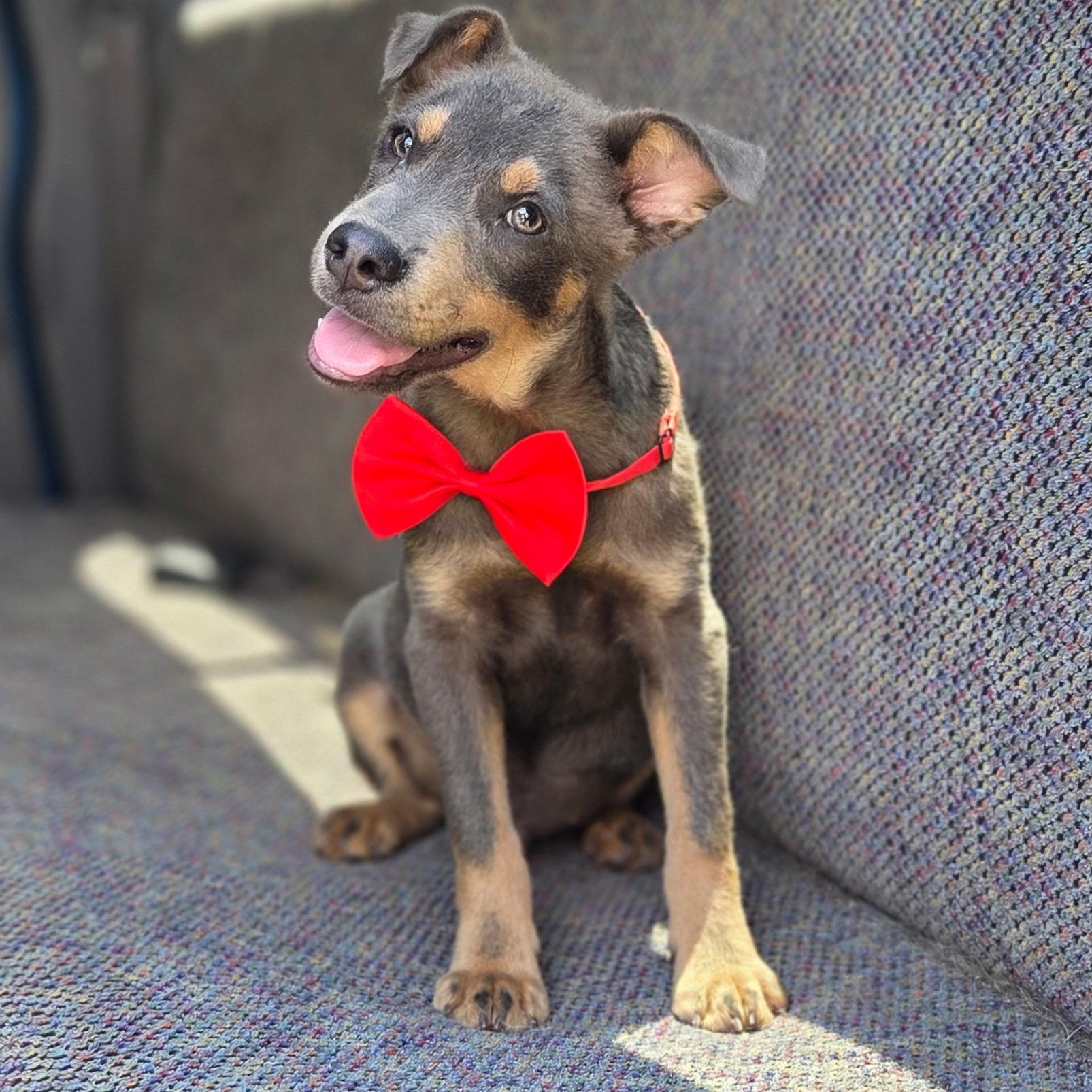 Tate, Adoptable, Puppy Male Australian Kelpie & Mixed Breed.
