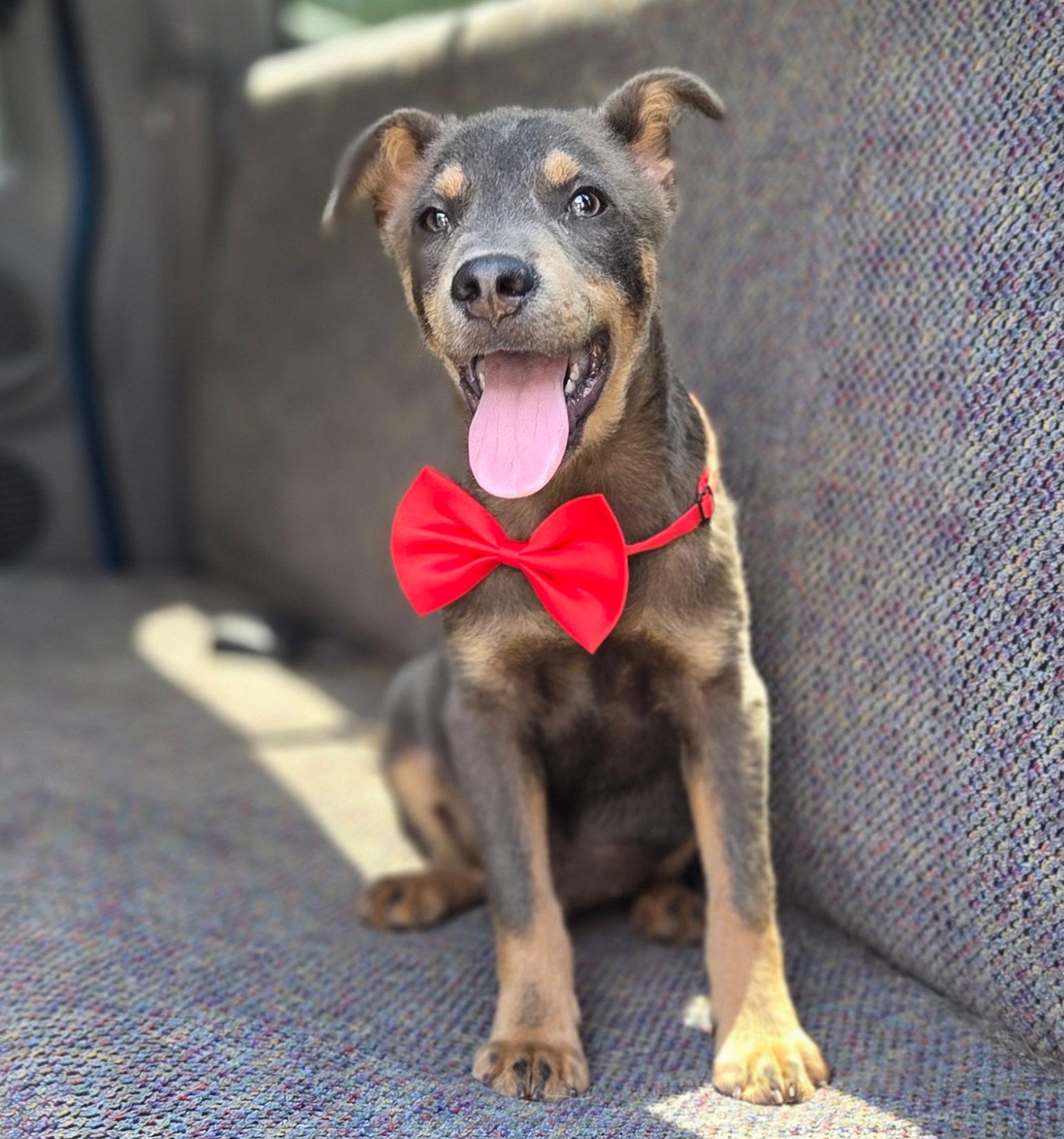 Tate, a Adoptable mixed breed in Gilbert, SC image 4/6