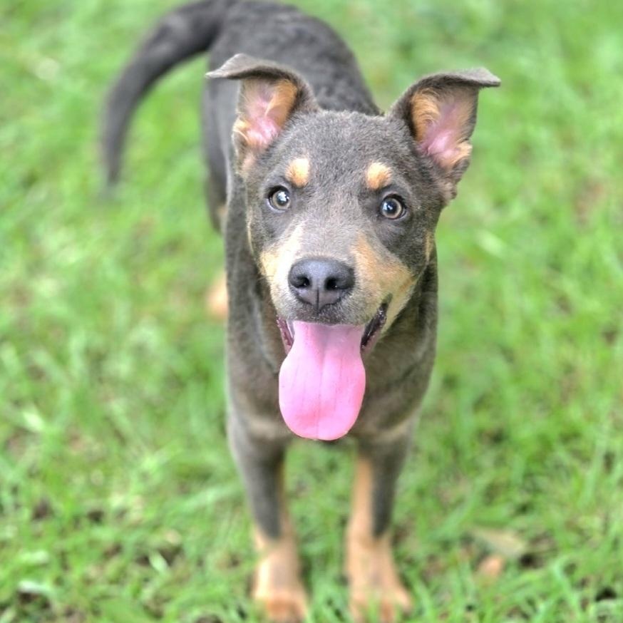 Enlarge Tate, a Adoptable mixed breed in Gilbert, SC image 2/6