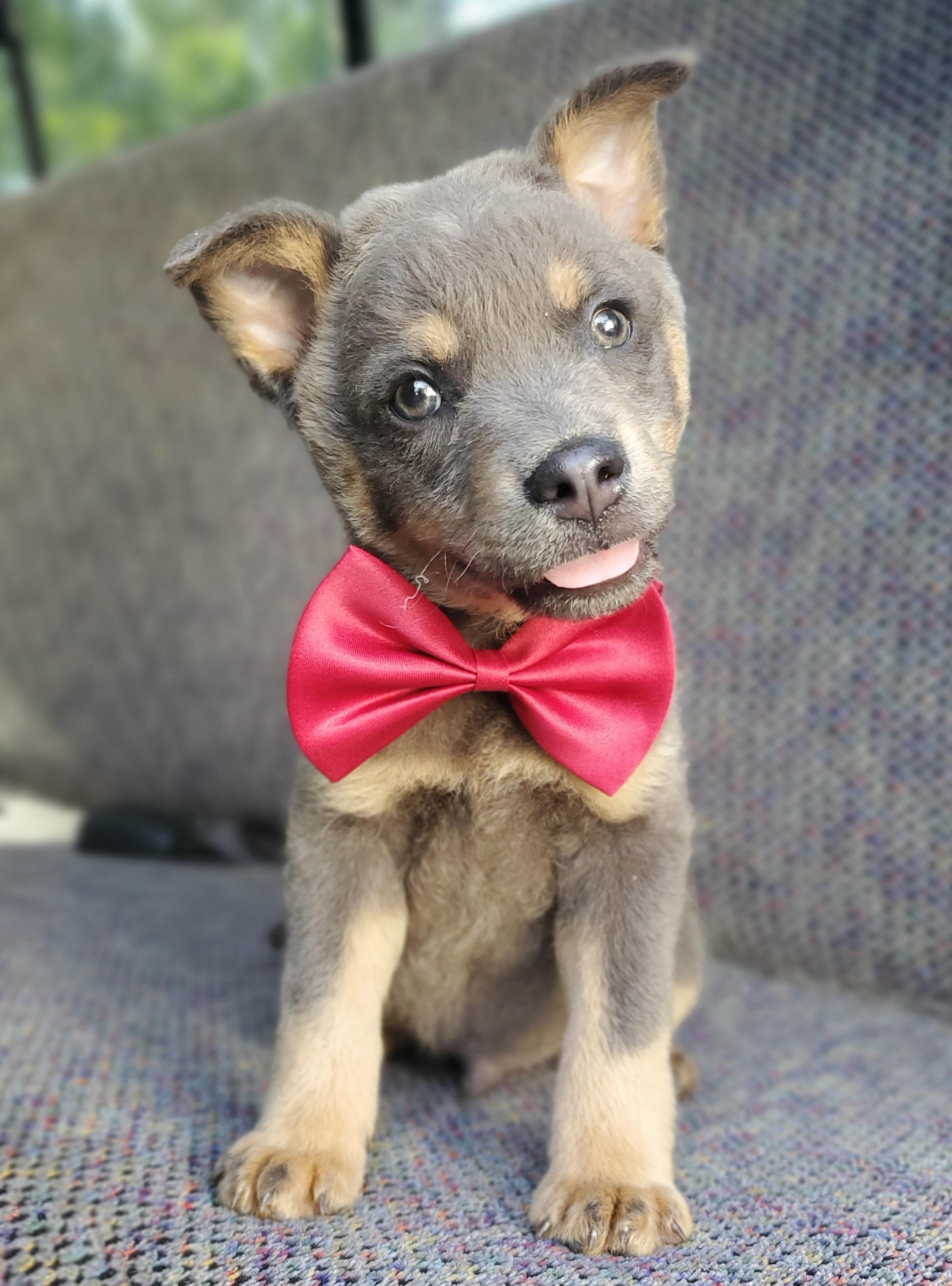 Tate, a Adoptable mixed breed in Gilbert, SC image 2/6