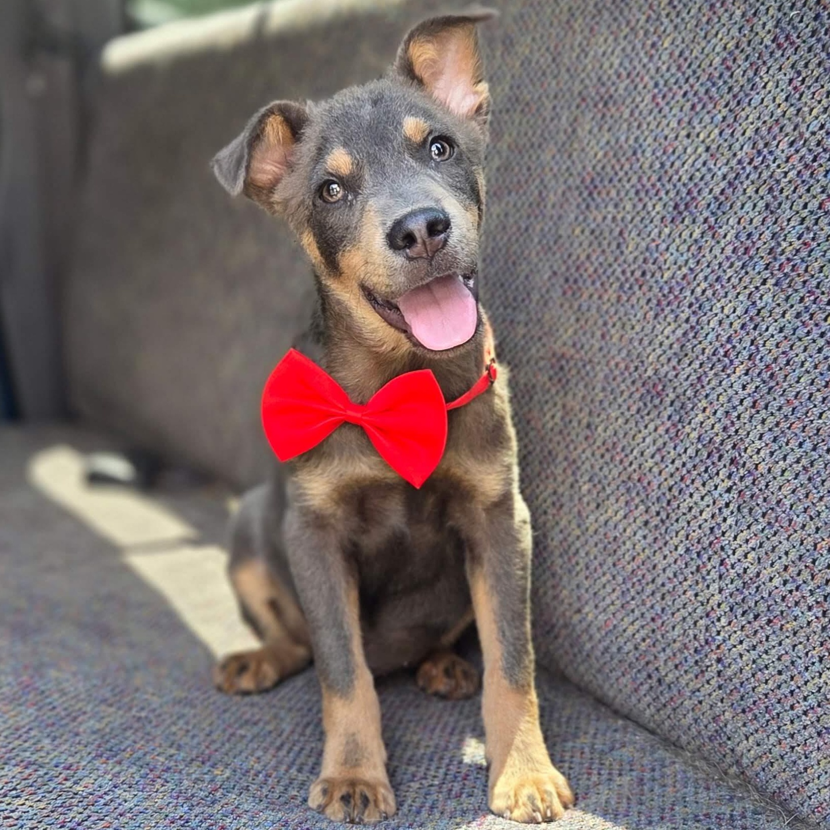 Enlarge Tate, a Adoptable mixed breed in Gilbert, SC image 1/6