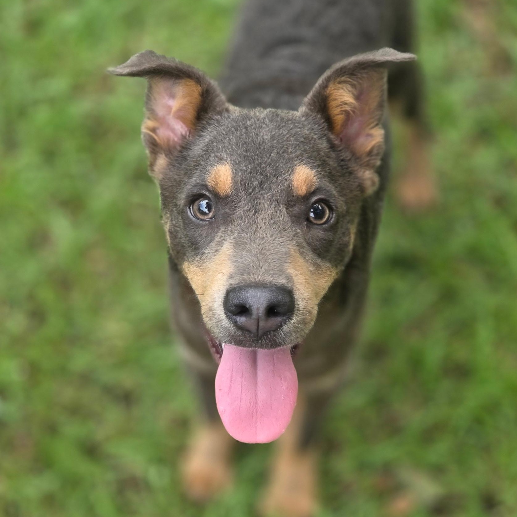 Enlarge Tate, a Adoptable mixed breed in Gilbert, SC image 4/6