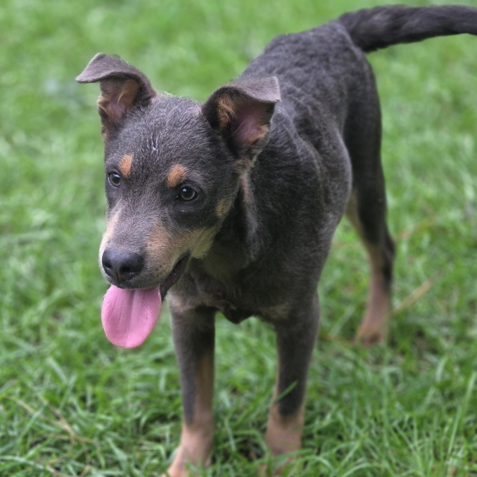 Enlarge Tate, a Adoptable mixed breed in Gilbert, SC image 3/6