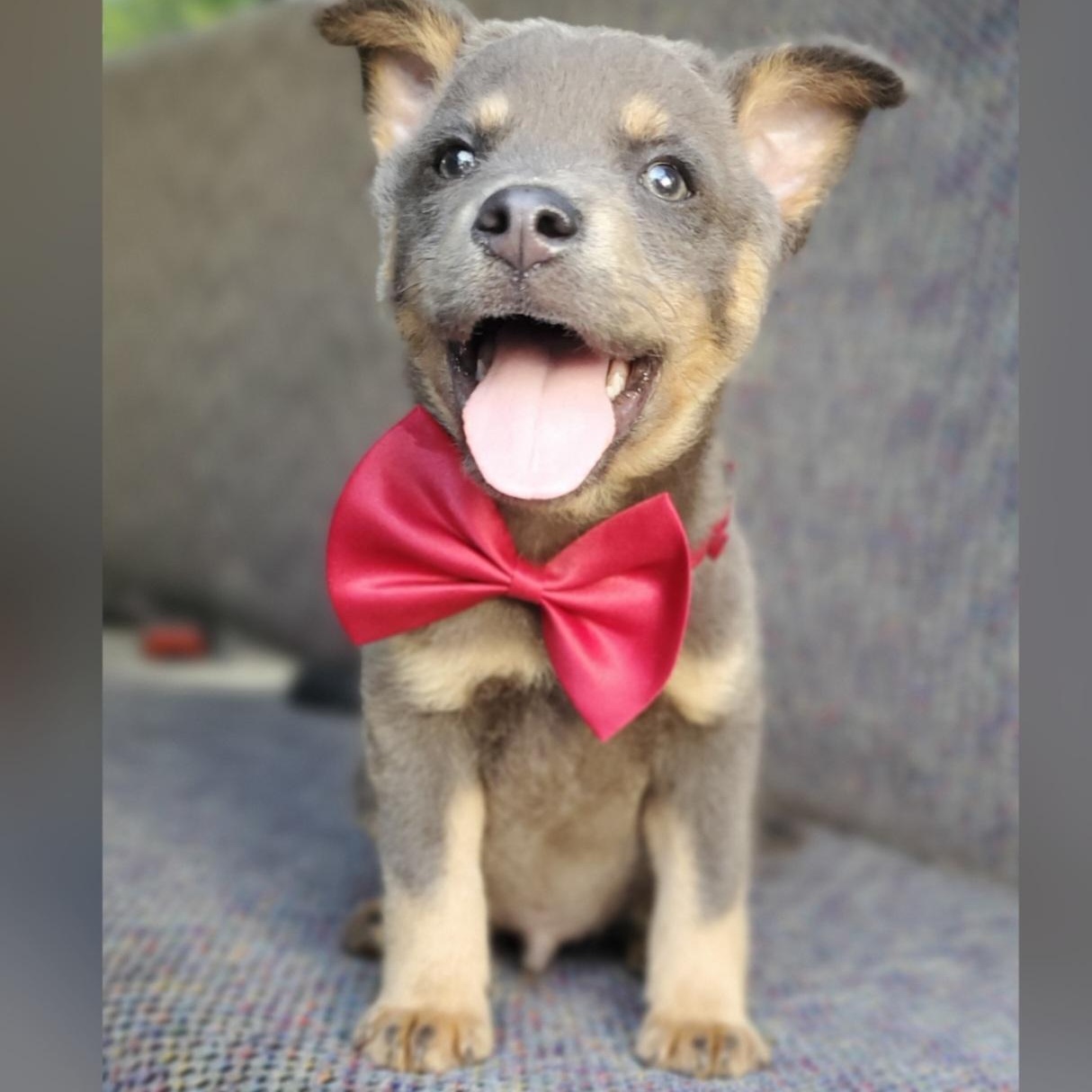 Tate, a Adoptable mixed breed in Gilbert, SC image 1/6