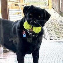 Neo, Adoptable, Adult Male Australian Shepherd & Black Labrador Retriever.