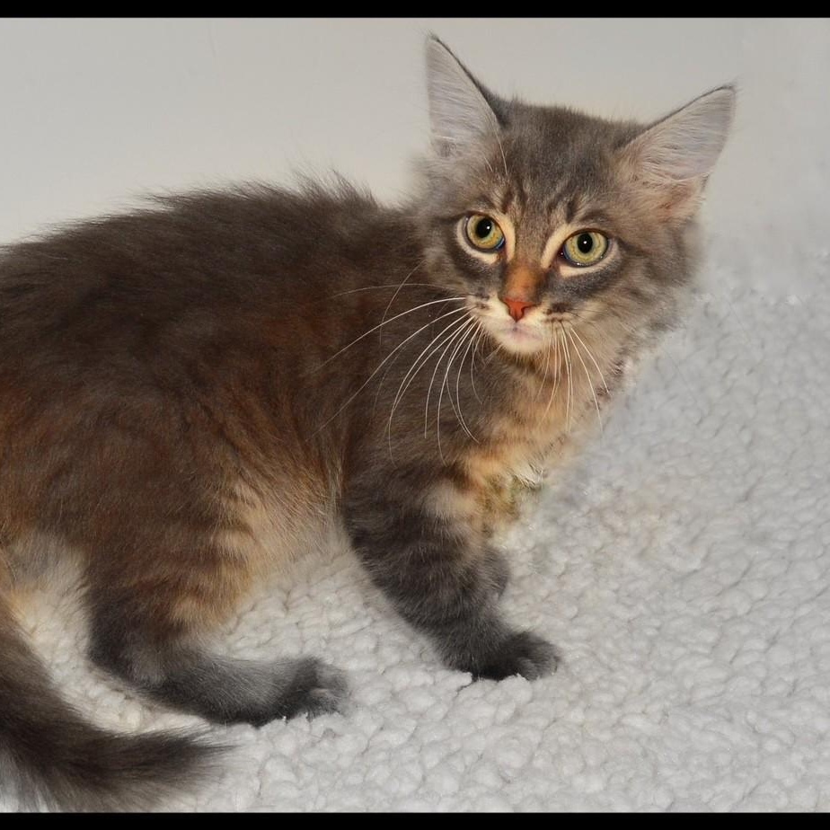 Toby, adopted, Kitten Male Tabby.