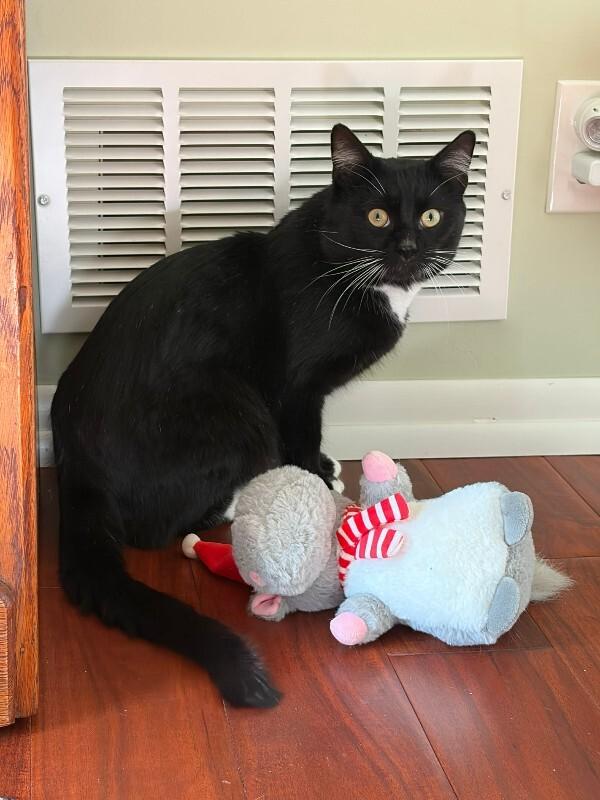 Enlarge Courtesy post Fred “Tux” Astaire, a Adoptable Tuxedo in Belton, MO image 1/3