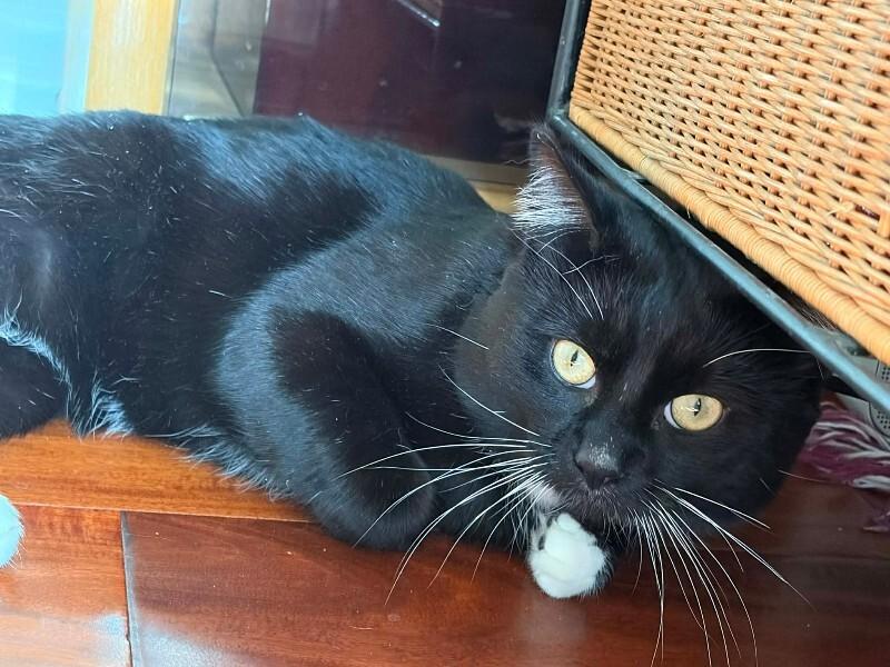 Enlarge Courtesy post Fred “Tux” Astaire, a Adoptable Tuxedo in Belton, MO image 2/3