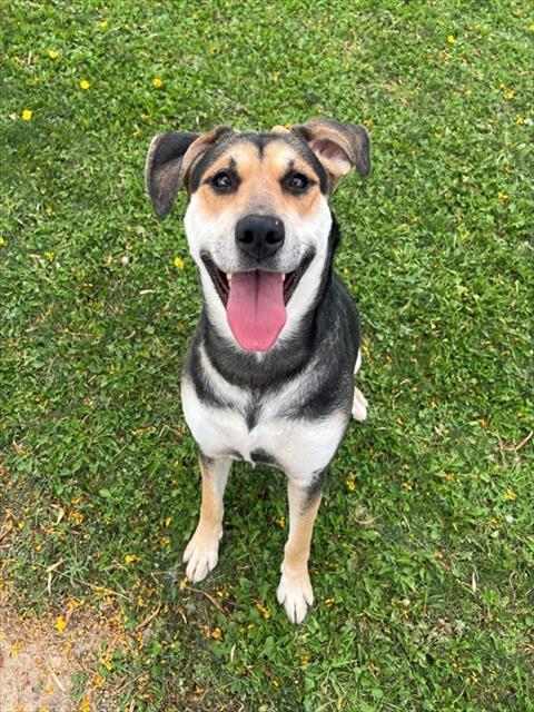 WILLOW, Adoptable, Adult Female German Shepherd Dog & Pit Bull Terrier.