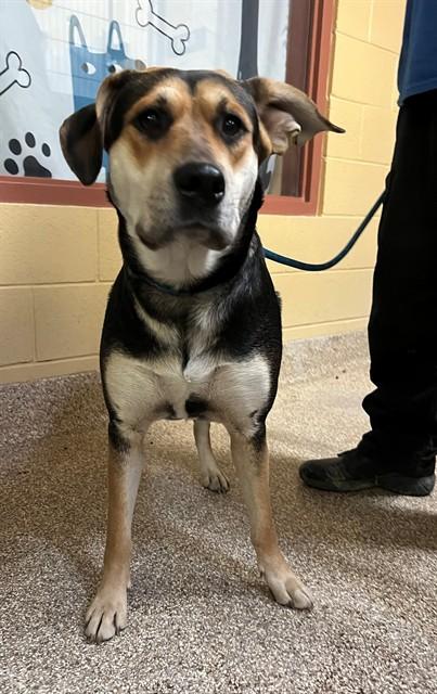 Enlarge WILLOW, a Adoptable mixed breed in Blythe, CA image 1/1