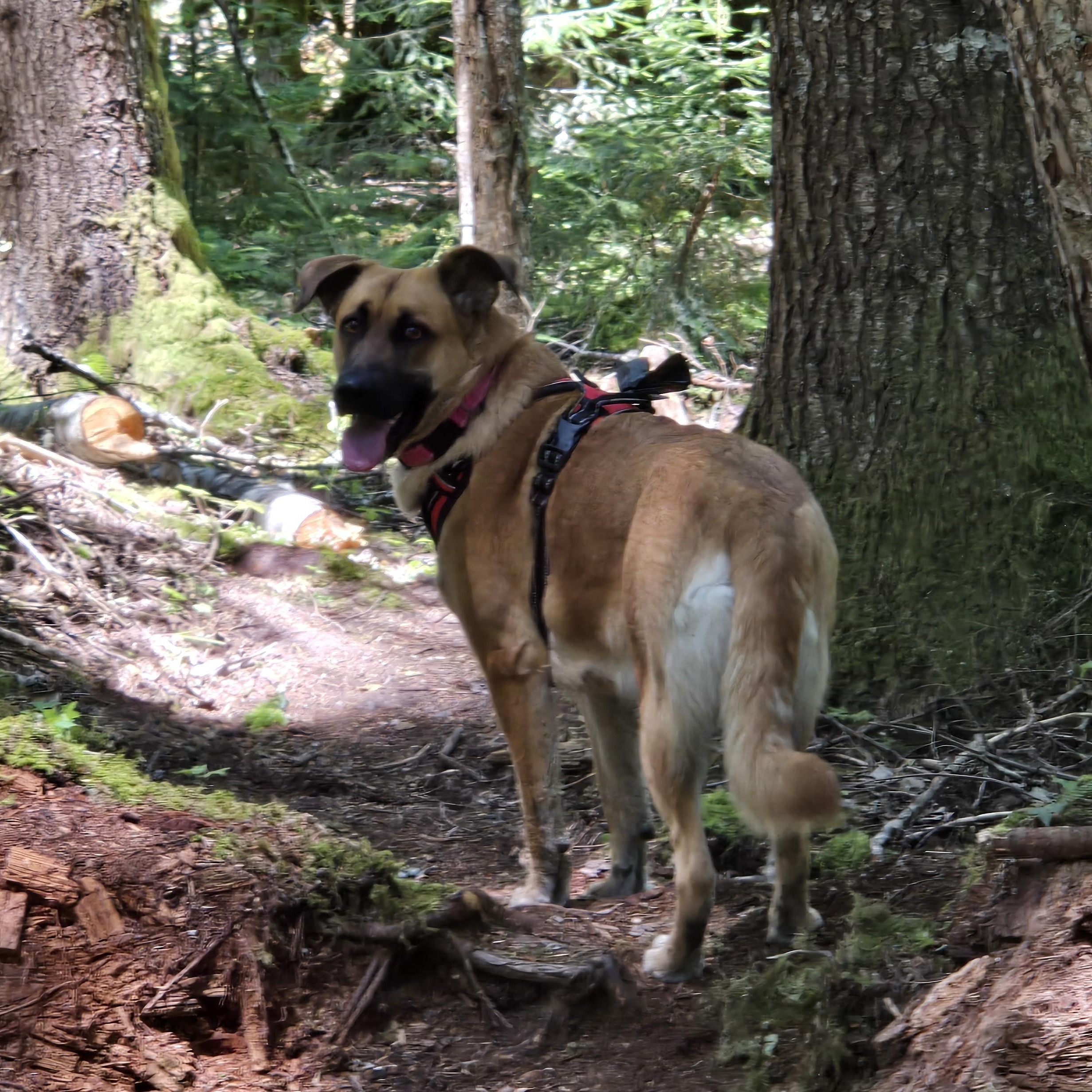Enlarge Bailey-Sweet Loving Girl, a Adoptable mixed breed in Seattle, WA image 4/6