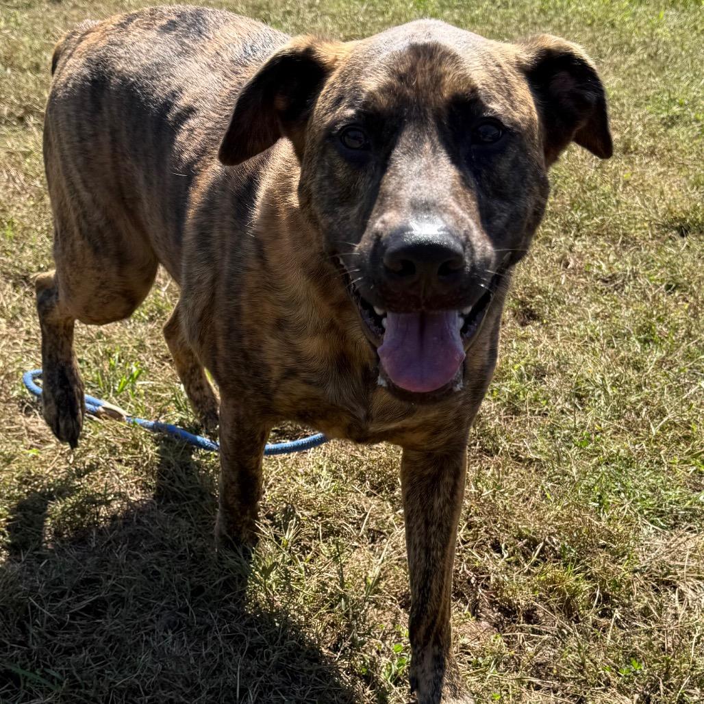 Enlarge Banzai, a Adoptable Mixed Breed in York, PA image 2/6