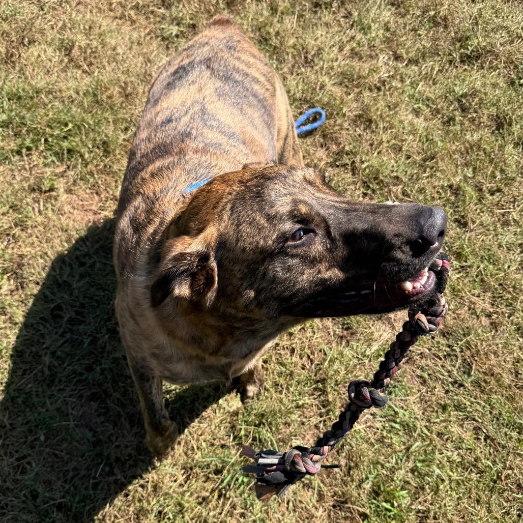 Enlarge Banzai, a Adoptable Mixed Breed in York, PA image 2/6