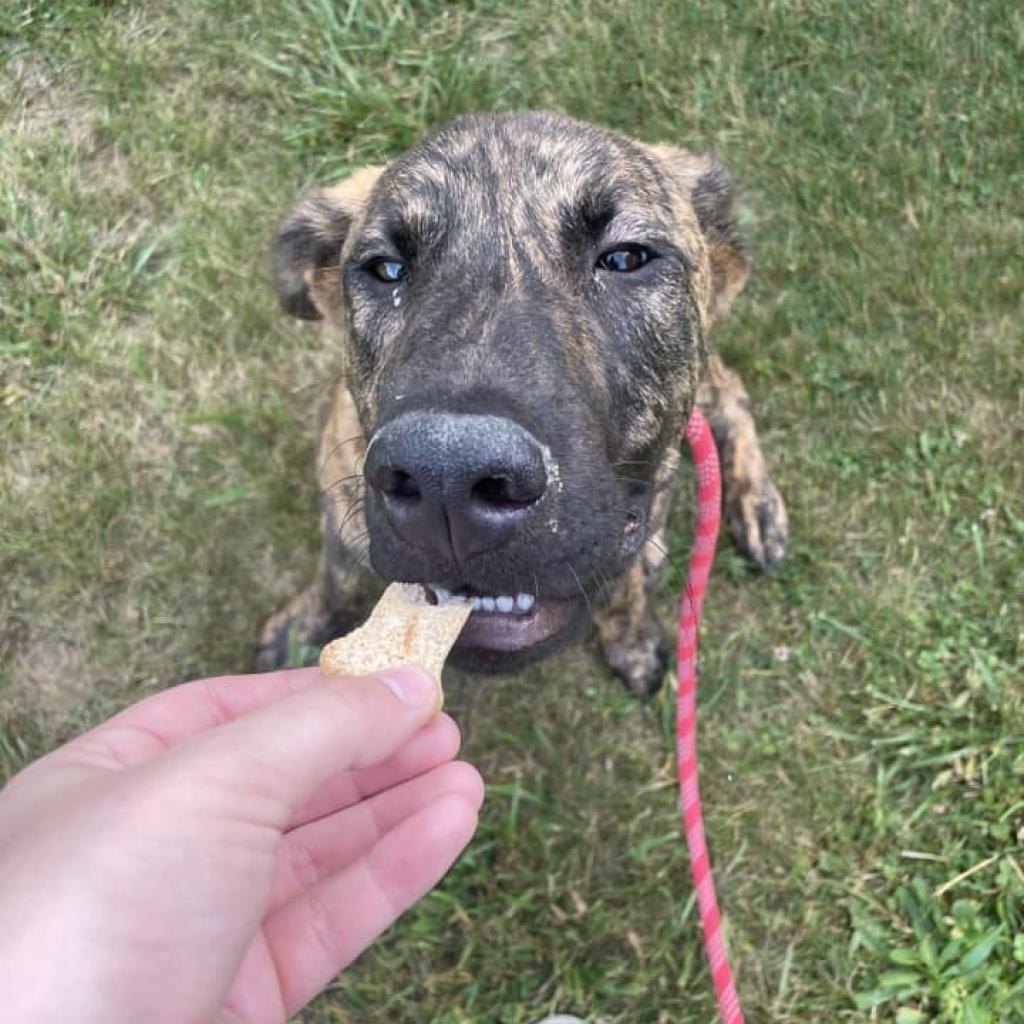 Enlarge Banzai, a Adoptable Mixed Breed in York, PA image 3/6