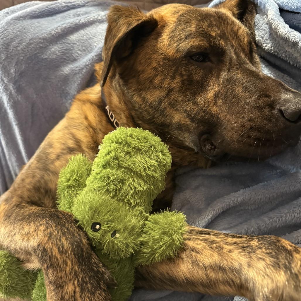 Enlarge Banzai, a Adoptable Mixed Breed in York, PA image 4/6