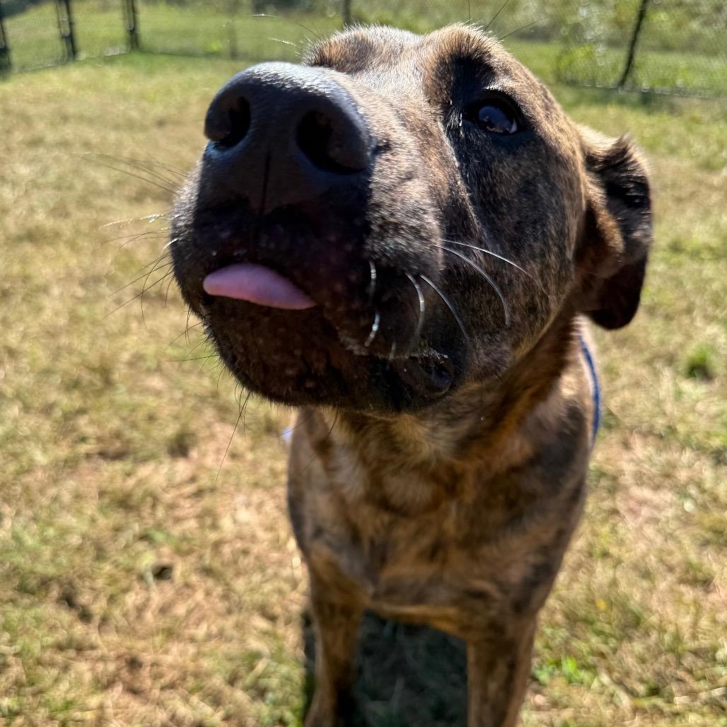 Enlarge Banzai, a Adoptable Mixed Breed in York, PA image 5/6