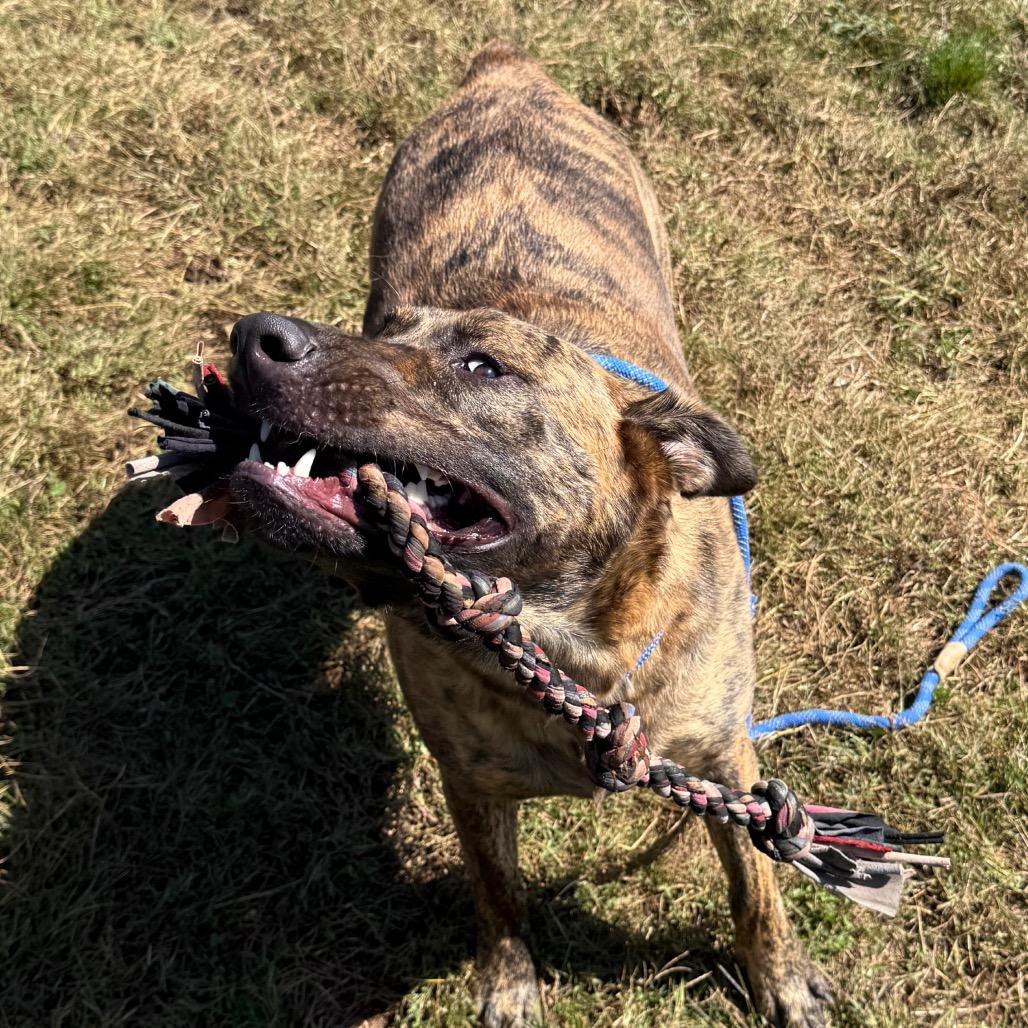 Enlarge Banzai, a Adoptable Mixed Breed in York, PA image 6/6