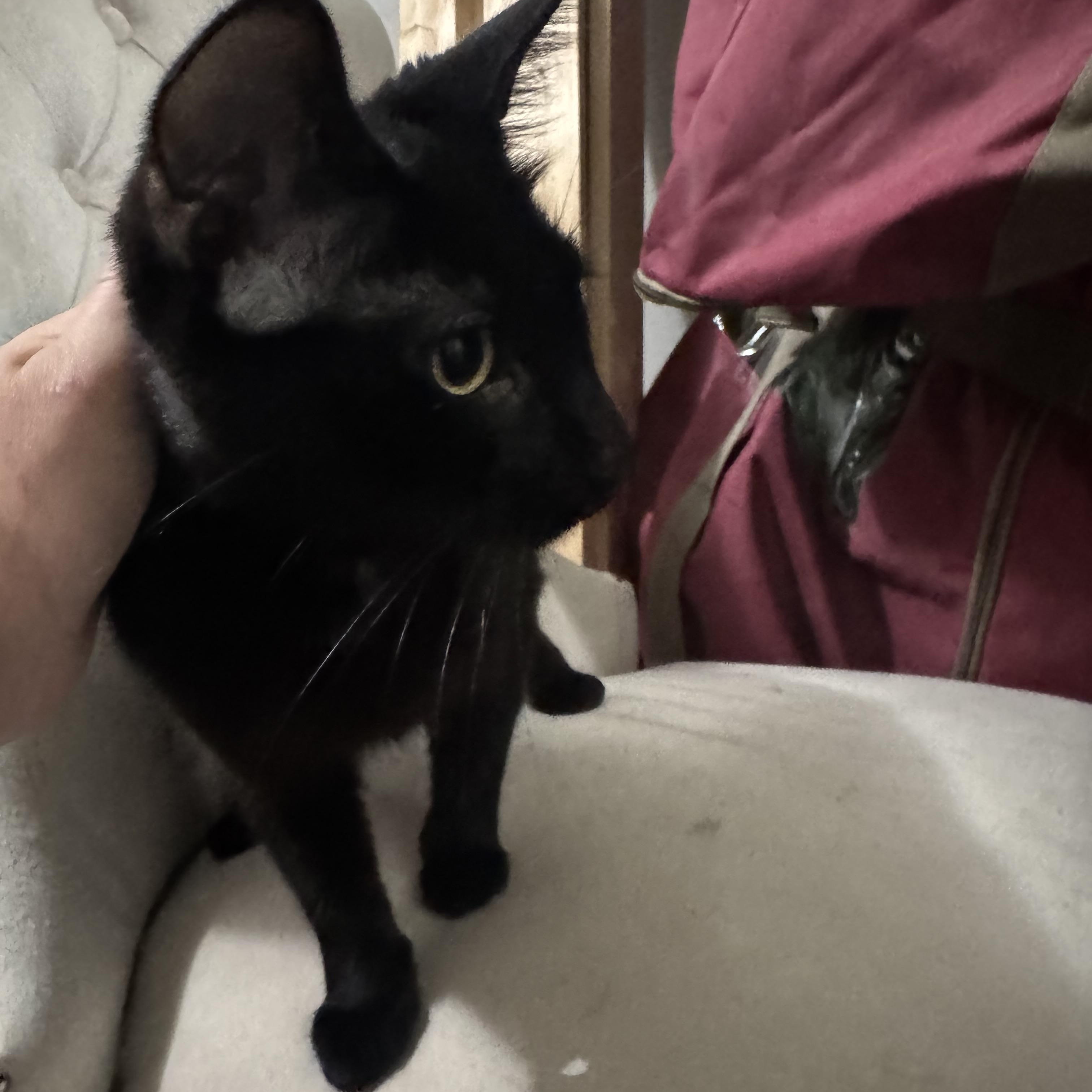 Enlarge Phoenix, a ADOPTABLE Domestic Short Hair in Lees Summit, MO image 2/3
