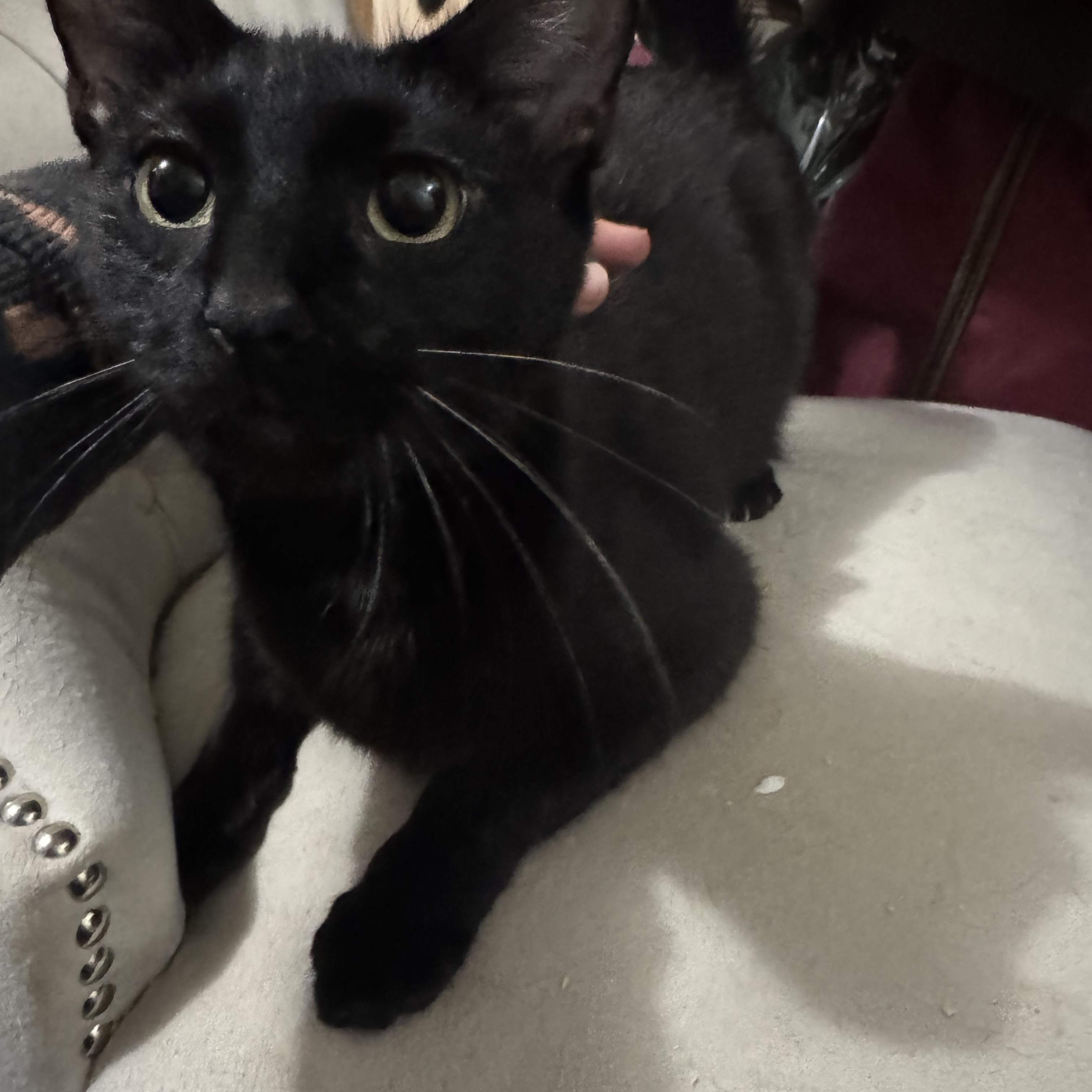 Enlarge Phoenix, a ADOPTABLE Domestic Short Hair in Lees Summit, MO image 3/3