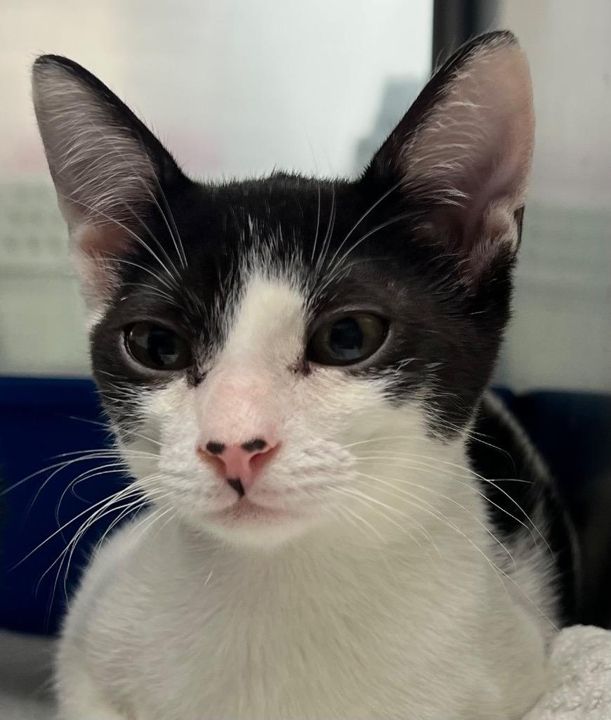 Micro, Adoptable, Kitten Male Domestic Short Hair.